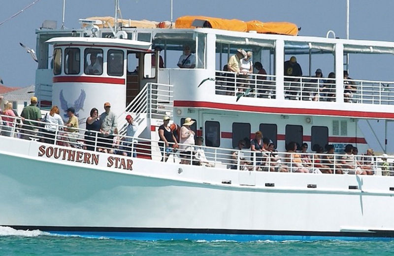 Southern Star Dolphin Cruise