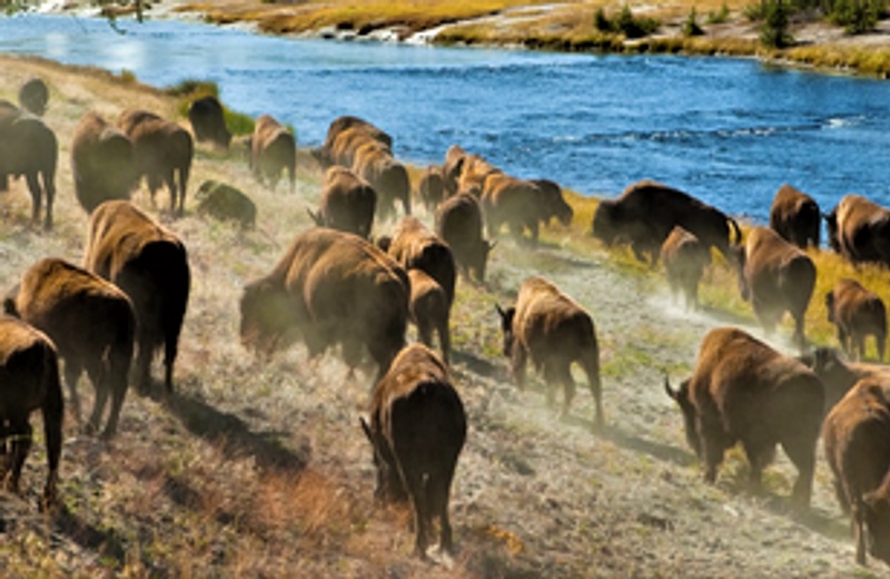 White Pelican Tour Co.