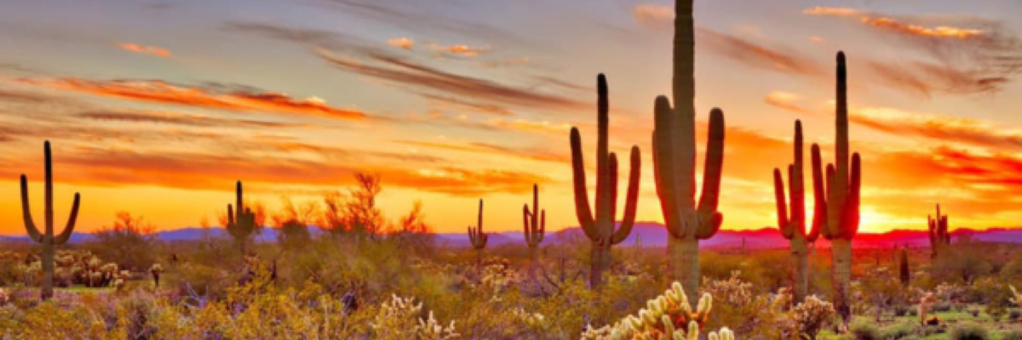 Scottsdale desert